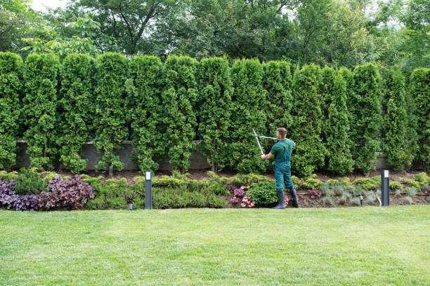 Best Lawn Renovation and Restoration  in Katy, TX